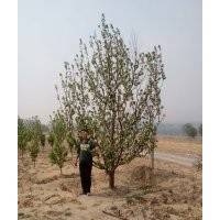 12公分假植京红海棠树