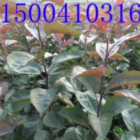 高原之火海棠-高原之火海棠价格