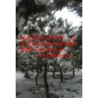 专供1米黑松树苗