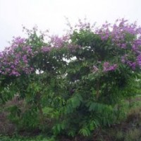 规格树大叶紫薇