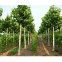石家庄佳霖苗木基地供应法桐