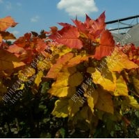 金红杨，中华红霞杨，全红杨，中红杨，红叶杨，绿化彩化