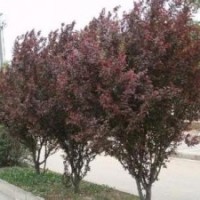 紫叶矮樱_红叶、紫叶矮樱价格_红叶、紫叶矮樱批发