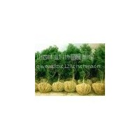 供应优质白皮松 白皮松价格 山西绛县泰绿苗木基地