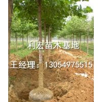 出售3公分速生法桐山东济宁最新价格行情