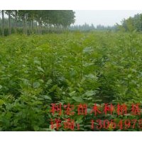 山东滨州急售两年冠12公分法桐法桐价格表