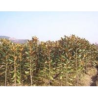 当年广玉兰小苗价格.今年80公分广玉兰小苗价格