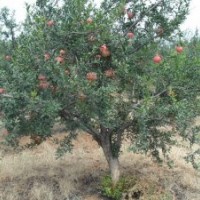 石榴树出售6公分,8公分,10公分