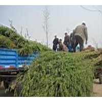 现在垂柳小苗价格现在垂柳小苗产地价格