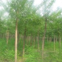 万汇实业供应国槐 红叶李