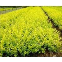 买绿化苗木石家庄佳霖苗木基地