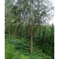 长期出售各种乔木，灌木银中杨,章子松,云山