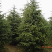 今年小栾树价格，栾树小苗报价，雪松小苗价格