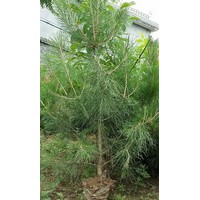 油松 侧柏 白皮松 刺槐 元宝枫 牡丹花销售