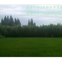 美国竹柳2公分价格