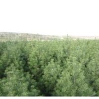 山西白皮松基地大量出售、1米以上白皮松价格优惠