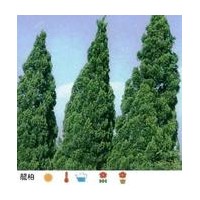 供应4米龙柏价格5米龙柏价格6米龙柏价格