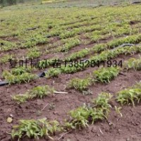 一年生籽播1-2米高复叶槭苗江苏境内复叶槭苗种植基地