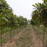 河南新乡万汇实业供应桂花 广玉兰