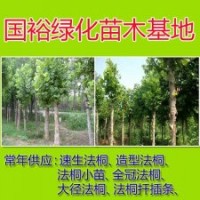 供应15公分4米裸根定杆法桐山东济宁价格