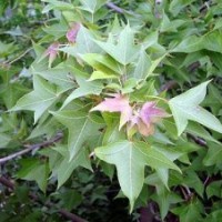 臭椿价格，无患子价格，杜仲价格