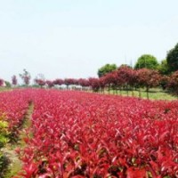 晴虹苗木基地大量供应红叶石楠容器苗