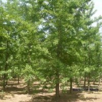 供应银杏银杏山东银杏 湖北银杏 安陆银杏