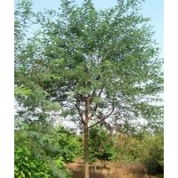 重阳木基地南京重阳木产地直销