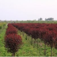 批发红叶李小苗 根系发达 绿化苗木 现货直销