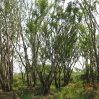 全冠移植30公分朴树价格【胸径】40公分朴树价格