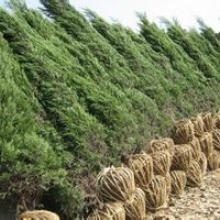 供应蜀桧产地价格精品蜀桧2米蜀桧价格