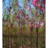 河北香花槐、保定香花槐、山东香花槐