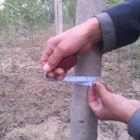 供应椿树千头椿8到10公分