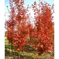 河南桃园林大量供应美国红枫，量大从优！