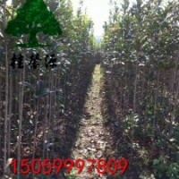 福建.浦城--丹桂之乡批发精品高杆丹桂苗、丹桂树。