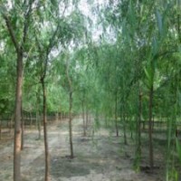 低价处理垂柳，速生柳，黄皮柳，金叶榆-香花槐=13731281907