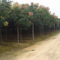 今年8公分栾树报价栾树产地价格