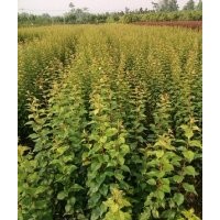 大量出售供应红梅苗红梅小苗骨里红美人梅绿梅嫁接一年生