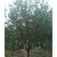 15公分八棱海棠树