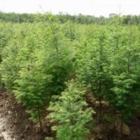 水杉供应报价南京水杉产地直销