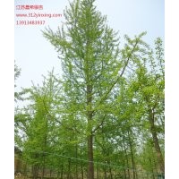 15公分银杏树价格，18公分银杏树价格，20公分银