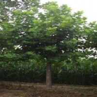 法桐正确季节修剪植物会更好看