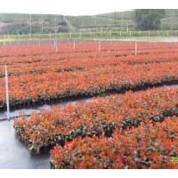 50冠红叶石楠球价格安徽红叶石楠报价