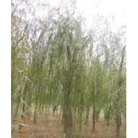 处理垂柳15到20的一年冒200棵