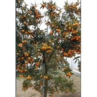 低价供应：四季桂，金桂，金桔树.