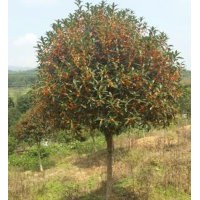 长期供应：各规格 金桂，金桔树等.