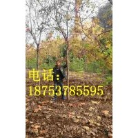 8公分北京栾树