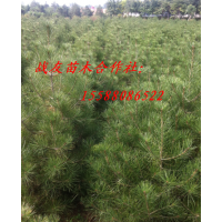供应1.5米占地苗1.8米占地2米占地苗黑松