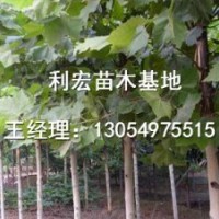 处理山东菏泽7公分全冠法桐法桐价格表