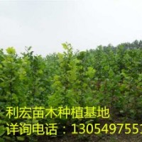 山东泰安急售一年冠10公分法桐法桐价格表